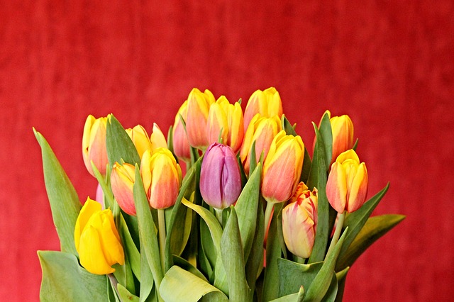 pestré tulipány